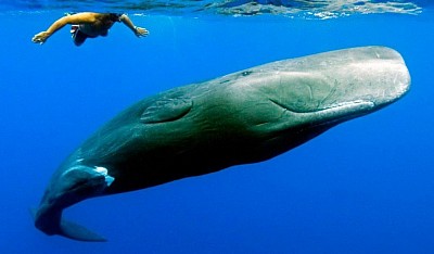 Ballena azul