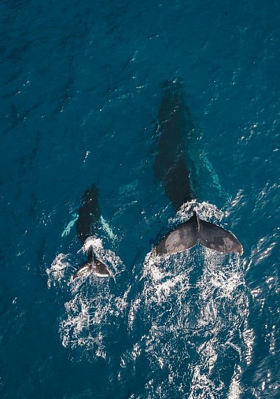 Ballena azul