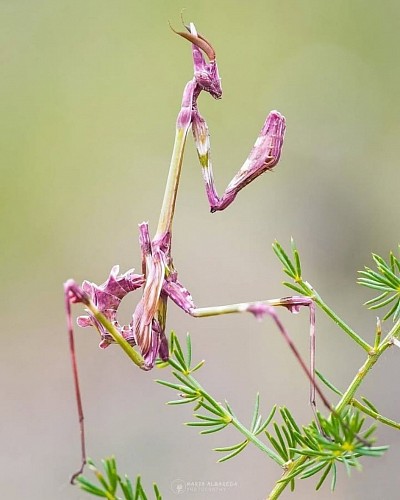Mantis rosa